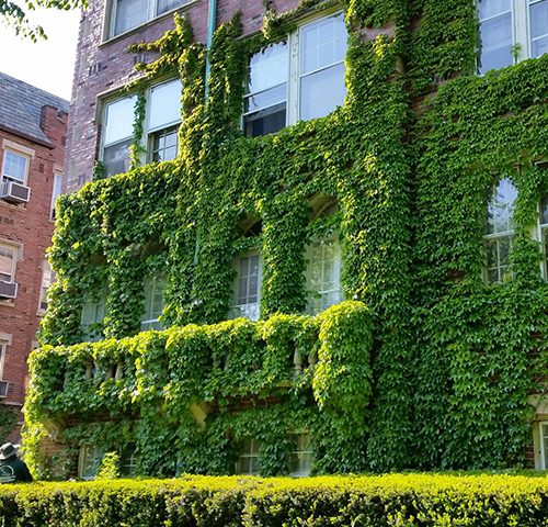 chicago weed control